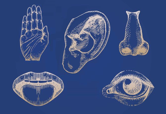 Icons set of five human senses in engraved style. Vector illustration of sensory organs.