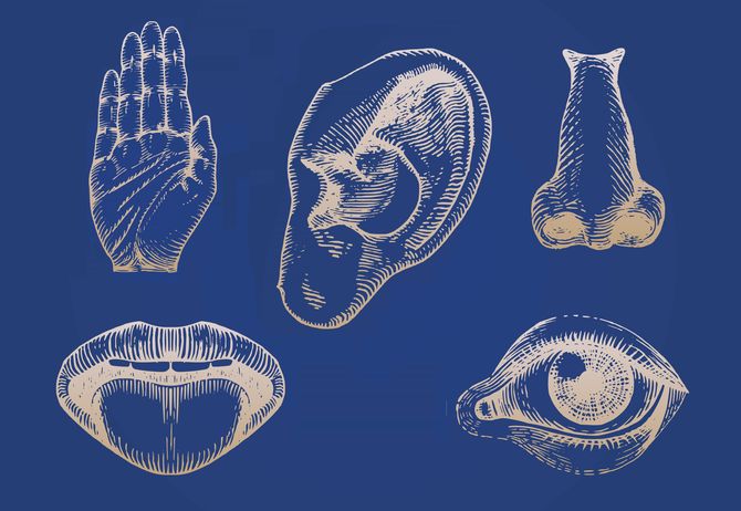 Icons set of five human senses in engraved style. Vector illustration of sensory organs.