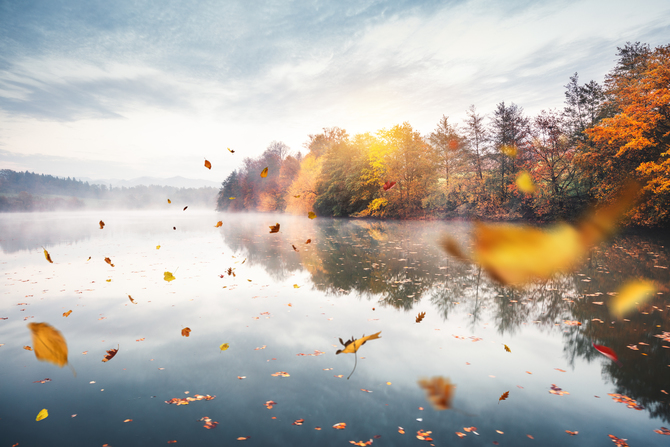 Idyllic autumn scene: Dry autumn leaves falling from the trees and floating on a water surface of the lake. Trees are reflecting in the water.