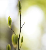 ooyoo/istockphoto.com